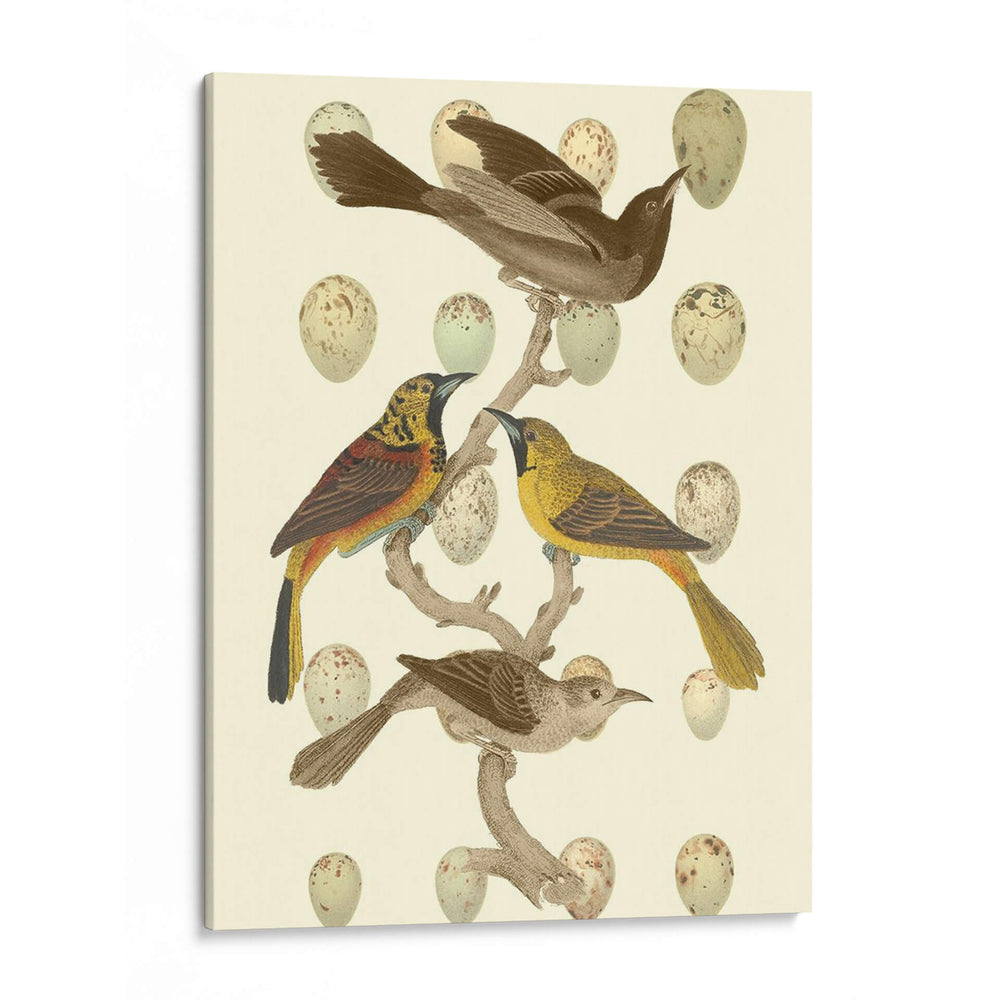 Pájaros Británicos Y Huevos Ii - Vision Studio | Cuadro decorativo de Canvas Lab