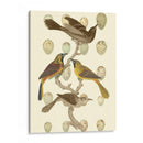 Pájaros Británicos Y Huevos Ii - Vision Studio | Cuadro decorativo de Canvas Lab