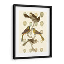 Pájaros Británicos Y Huevos Ii - Vision Studio | Cuadro decorativo de Canvas Lab