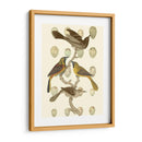 Pájaros Británicos Y Huevos Ii - Vision Studio | Cuadro decorativo de Canvas Lab