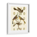 Pájaros Británicos Y Huevos Ii - Vision Studio | Cuadro decorativo de Canvas Lab