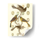 Pájaros Británicos Y Huevos Ii - Vision Studio | Cuadro decorativo de Canvas Lab