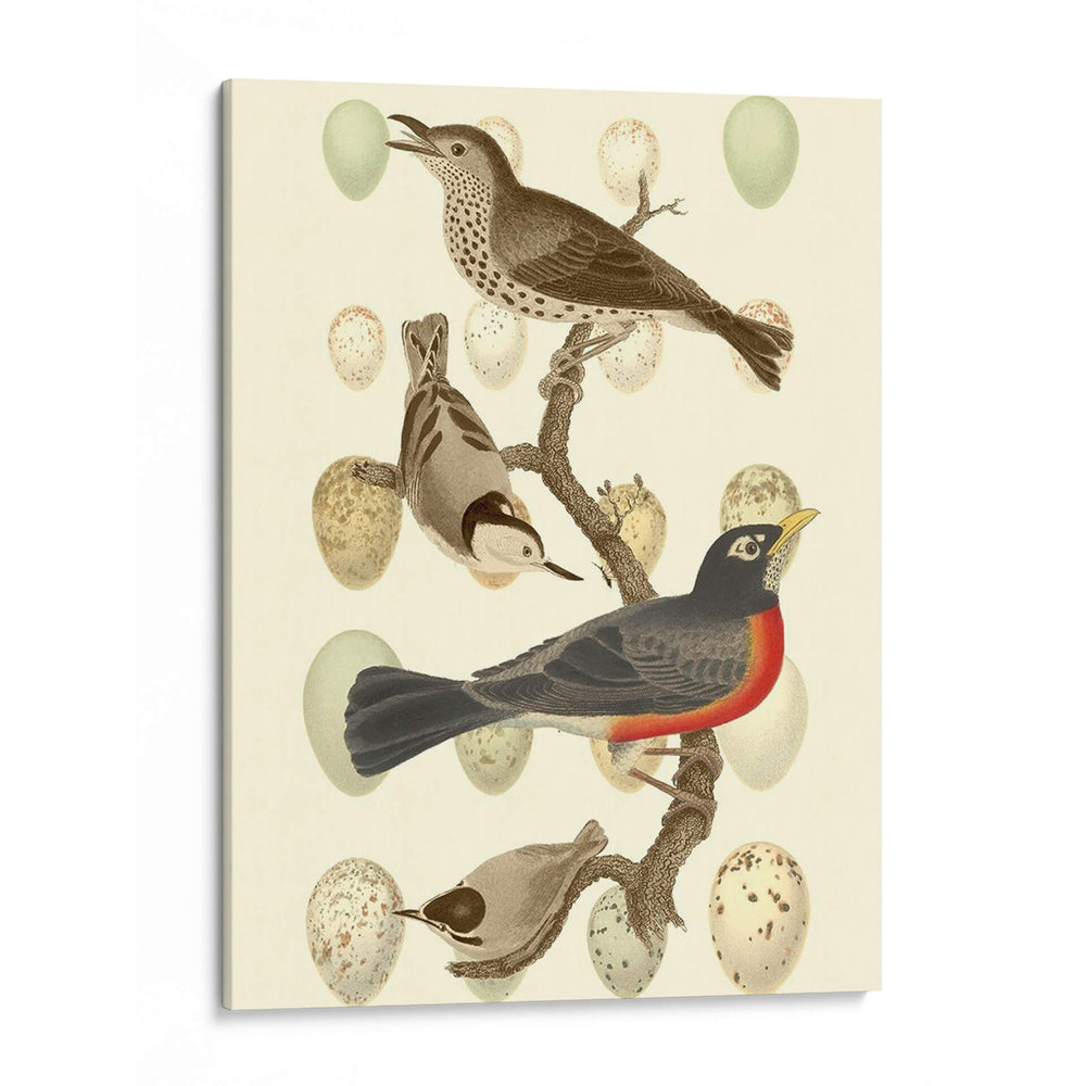 Pájaros Británicos Y Huevos Iii - Vision Studio | Cuadro decorativo de Canvas Lab