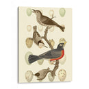 Pájaros Británicos Y Huevos Iii - Vision Studio | Cuadro decorativo de Canvas Lab