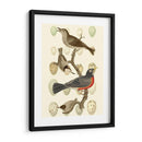 Pájaros Británicos Y Huevos Iii - Vision Studio | Cuadro decorativo de Canvas Lab