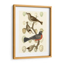 Pájaros Británicos Y Huevos Iii - Vision Studio | Cuadro decorativo de Canvas Lab