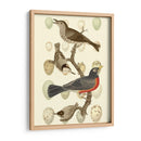 Pájaros Británicos Y Huevos Iii - Vision Studio | Cuadro decorativo de Canvas Lab