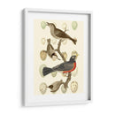 Pájaros Británicos Y Huevos Iii - Vision Studio | Cuadro decorativo de Canvas Lab