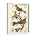 Pájaros Británicos Y Huevos Iii - Vision Studio | Cuadro decorativo de Canvas Lab