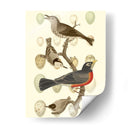 Pájaros Británicos Y Huevos Iii - Vision Studio | Cuadro decorativo de Canvas Lab