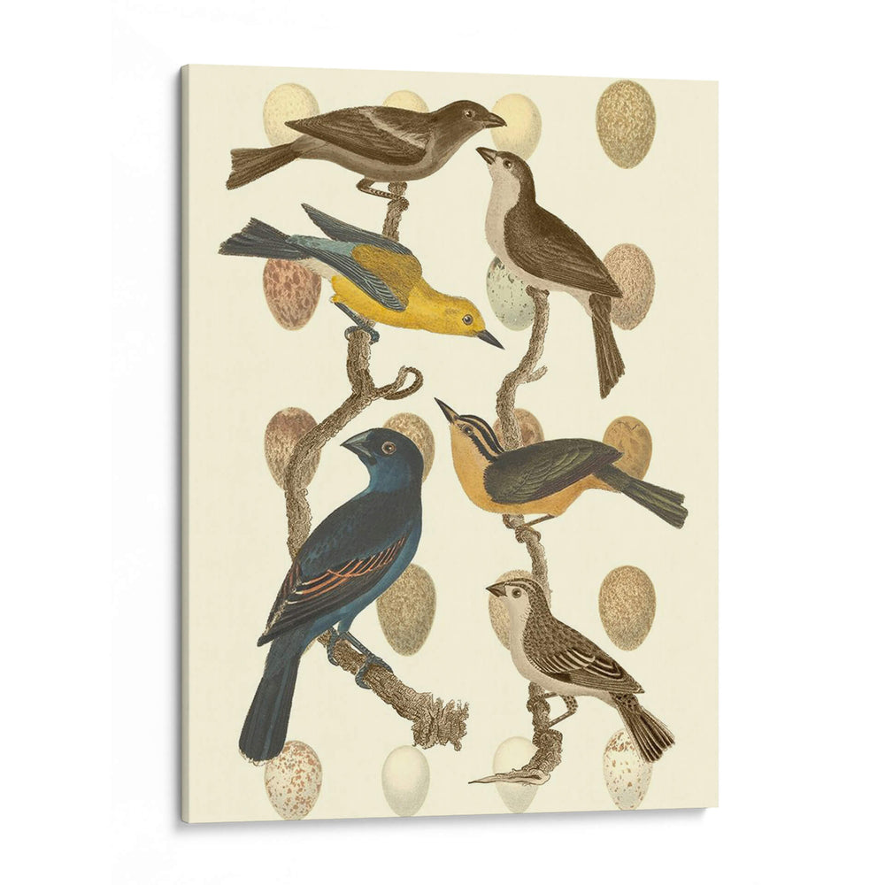Pájaros Británicos Y Huevos Iv - Vision Studio | Cuadro decorativo de Canvas Lab
