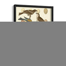 Pájaros Británicos Y Huevos Iv - Vision Studio | Cuadro decorativo de Canvas Lab