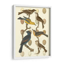Pájaros Británicos Y Huevos Iv - Vision Studio | Cuadro decorativo de Canvas Lab