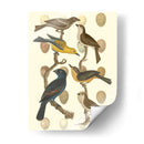 Pájaros Británicos Y Huevos Iv - Vision Studio | Cuadro decorativo de Canvas Lab