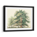 Roble Majestuoso | Cuadro decorativo de Canvas Lab