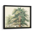 Roble Majestuoso | Cuadro decorativo de Canvas Lab