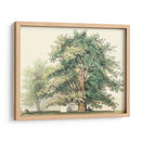 Roble Majestuoso | Cuadro decorativo de Canvas Lab
