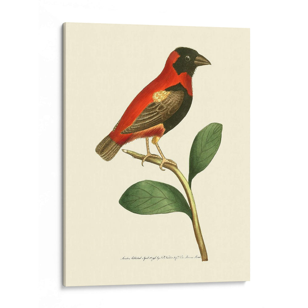 Pájaros Carmesí I - Frederick P. Nodder | Cuadro decorativo de Canvas Lab