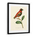 Pájaros Carmesí I - Frederick P. Nodder | Cuadro decorativo de Canvas Lab