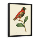 Pájaros Carmesí I - Frederick P. Nodder | Cuadro decorativo de Canvas Lab
