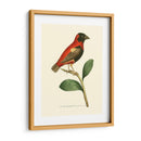 Pájaros Carmesí I - Frederick P. Nodder | Cuadro decorativo de Canvas Lab