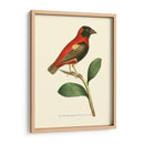 Pájaros Carmesí I - Frederick P. Nodder | Cuadro decorativo de Canvas Lab