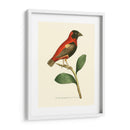 Pájaros Carmesí I - Frederick P. Nodder | Cuadro decorativo de Canvas Lab