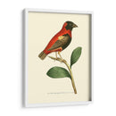 Pájaros Carmesí I - Frederick P. Nodder | Cuadro decorativo de Canvas Lab