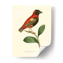 Pájaros Carmesí I - Frederick P. Nodder | Cuadro decorativo de Canvas Lab