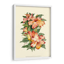 Hibiscus Ii - Joy Waldman | Cuadro decorativo de Canvas Lab