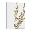 Hierbas Earthtone Ii - June Erica Vess | Cuadro decorativo de Canvas Lab