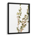 Hierbas Earthtone Ii - June Erica Vess | Cuadro decorativo de Canvas Lab