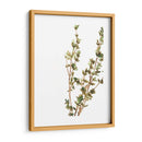 Hierbas Earthtone Ii - June Erica Vess | Cuadro decorativo de Canvas Lab