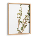 Hierbas Earthtone Ii - June Erica Vess | Cuadro decorativo de Canvas Lab