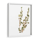 Hierbas Earthtone Ii - June Erica Vess | Cuadro decorativo de Canvas Lab