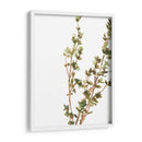 Hierbas Earthtone Ii - June Erica Vess | Cuadro decorativo de Canvas Lab