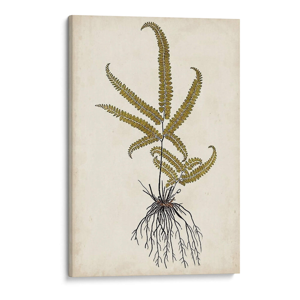 Fern Botanical Vi - Vision Studio | Cuadro decorativo de Canvas Lab