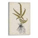 Fern Botanical Vi - Vision Studio | Cuadro decorativo de Canvas Lab