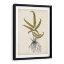 Fern Botanical Vi - Vision Studio | Cuadro decorativo de Canvas Lab