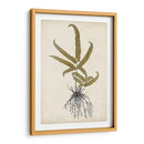 Fern Botanical Vi - Vision Studio | Cuadro decorativo de Canvas Lab