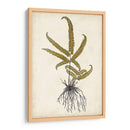 Fern Botanical Vi - Vision Studio | Cuadro decorativo de Canvas Lab