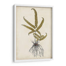 Fern Botanical Vi - Vision Studio | Cuadro decorativo de Canvas Lab
