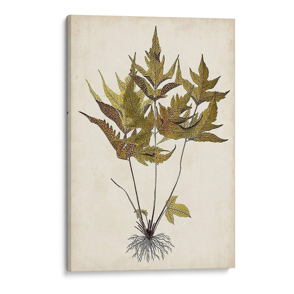 Fern Botanical Ii - Vision Studio | Cuadro decorativo de Canvas Lab