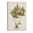 Fern Botanical Ii - Vision Studio | Cuadro decorativo de Canvas Lab