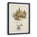 Fern Botanical Ii - Vision Studio | Cuadro decorativo de Canvas Lab