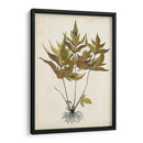 Fern Botanical Ii - Vision Studio | Cuadro decorativo de Canvas Lab
