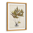 Fern Botanical Ii - Vision Studio | Cuadro decorativo de Canvas Lab
