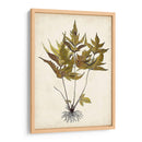 Fern Botanical Ii - Vision Studio | Cuadro decorativo de Canvas Lab