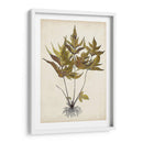 Fern Botanical Ii - Vision Studio | Cuadro decorativo de Canvas Lab