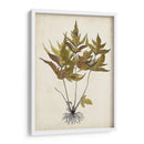 Fern Botanical Ii - Vision Studio | Cuadro decorativo de Canvas Lab